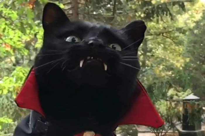 5bbb5f04d43750310c8b460e