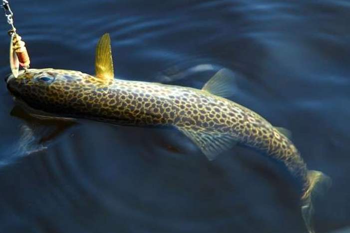 5bbdf63495a597084e8b4572