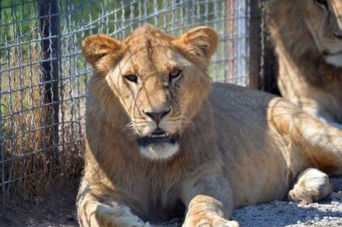 5bbf18a595a597267c8b45fb