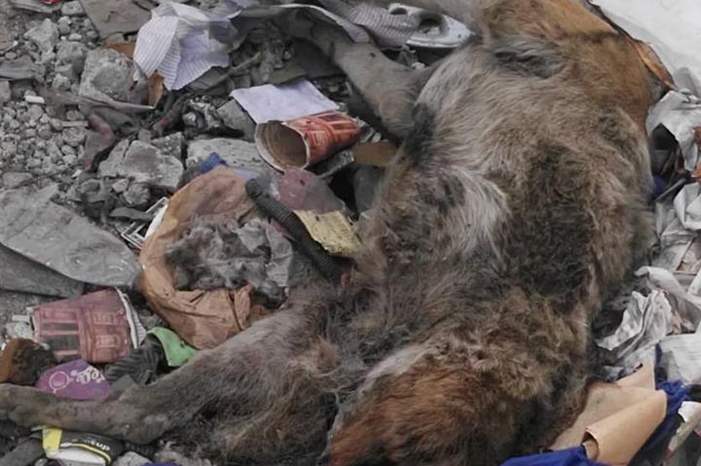 44197894_1958657240886930_6987453466041909248_n