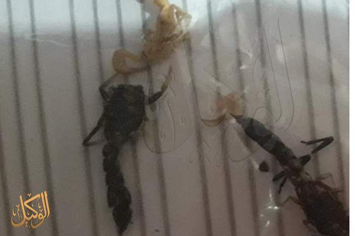 44288450_1960802967339024_4173668666417610752_n