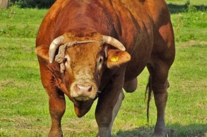 bull-730x363