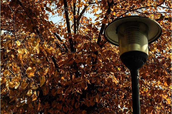 قد يزهر ذلك الجذع من جديد .. "إنه الخريف"