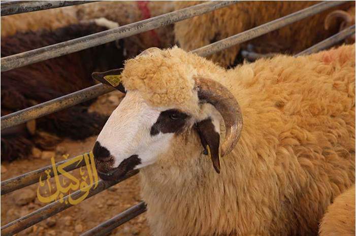 93ea590f-863e-46d9-995a-aa0403fbba4c