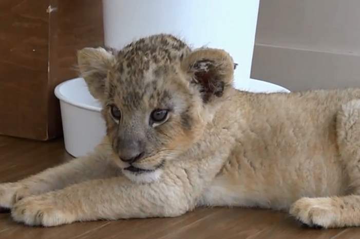 5bd04f50d437501a668b4636