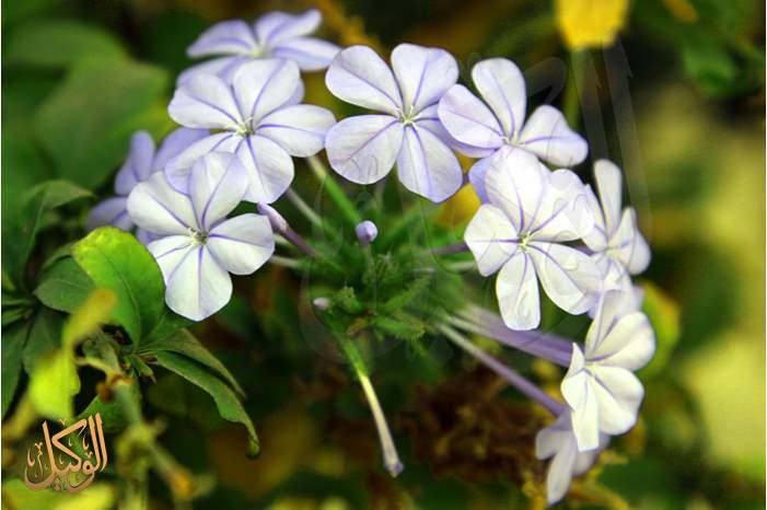 إذا شعرت بالتّشاؤم .. فتأمّل وردة
