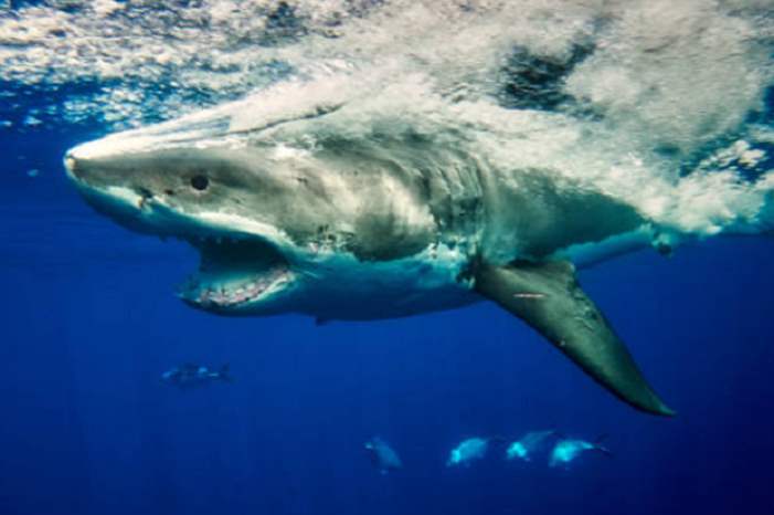 5bd6d8d595a597633f8b45b1