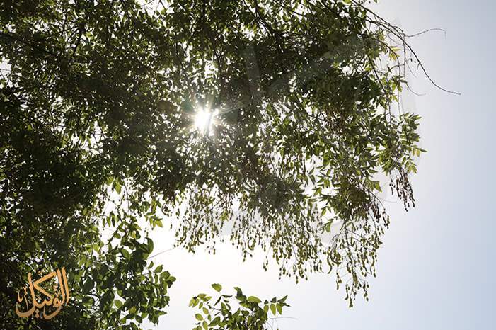 تتعانَقُ الأشجار ... والحبُّ تراتيلُ خضراءْ