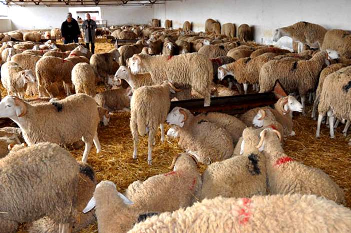 Moutons___Tig_691189152