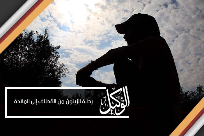 رحلة الزيتون من القطاف إلى المائدة