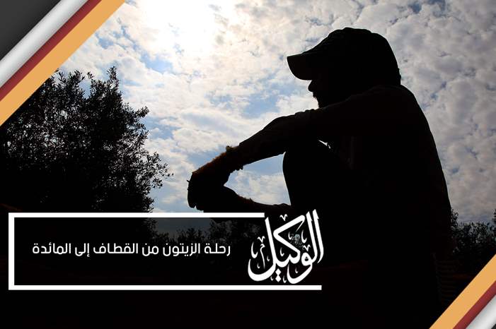 رحلة الزيتون من القطاف إلى المائدة