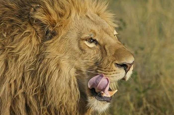 5bf2c21a95a59777188b4608