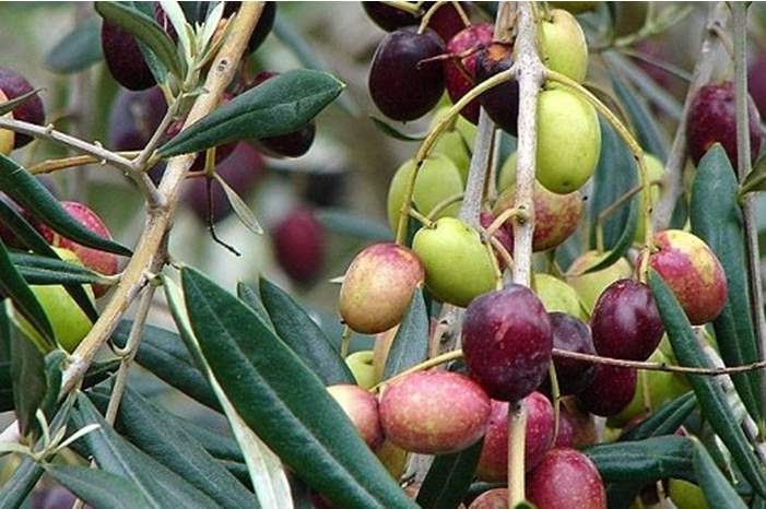 الأبواب-المفتوحة-شجرة-الزيتون-ضيعة-التجارب-الفلاحية-تاساوت-586x330