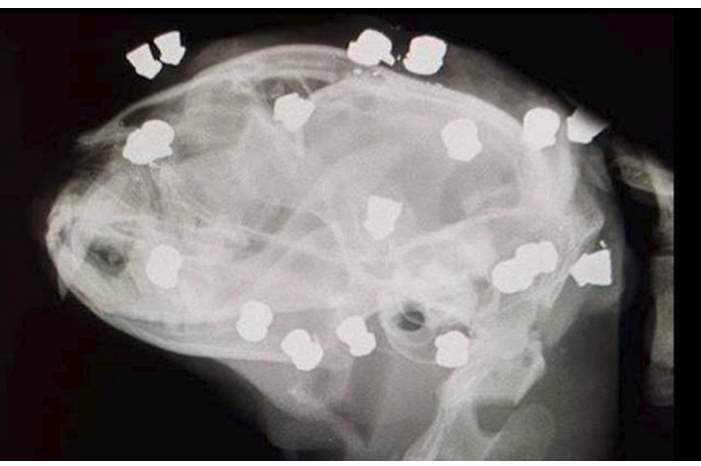 5bf53434d437502a3e8b45b7