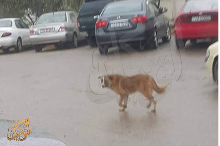 46751197_2011023542316966_1897501604886609920_n