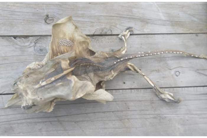 5bfeb63495a59738018b460f