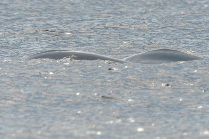 5bdad0ffd43750b17e8b45ca