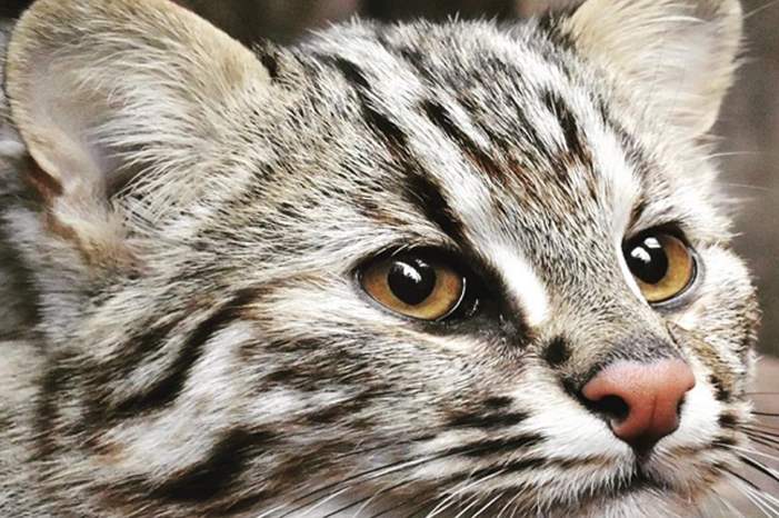 5bdc2f7d95a5973d458b45c7