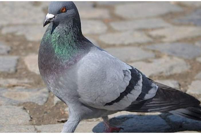 News-P-409214-636770146611325321