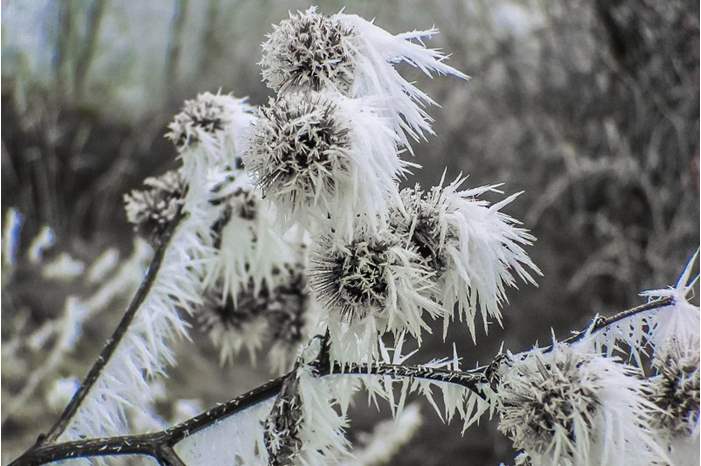 frost_winter_dry_grass_in_the_morning_nature