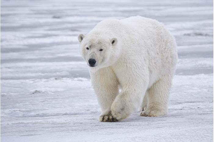 Polar_Bear_ANWR_3