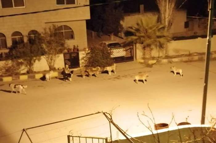 50623478_604928389936822_2970669488111878144_n