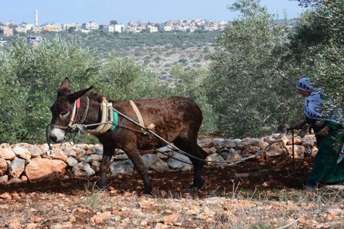 28959016_2078495705702335_1006774860613169779_n