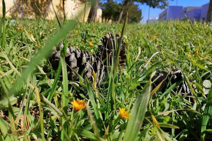 أجواء ربيعية لطيفة