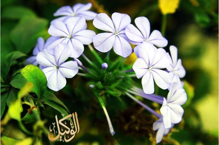 120192312202773970519