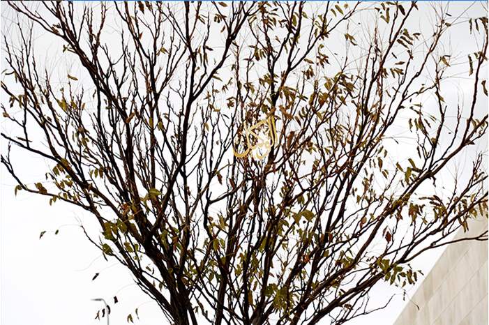 عندما يجرّد الشتاء الأشجار من زهور الفرح وتذهب مع الرياح!