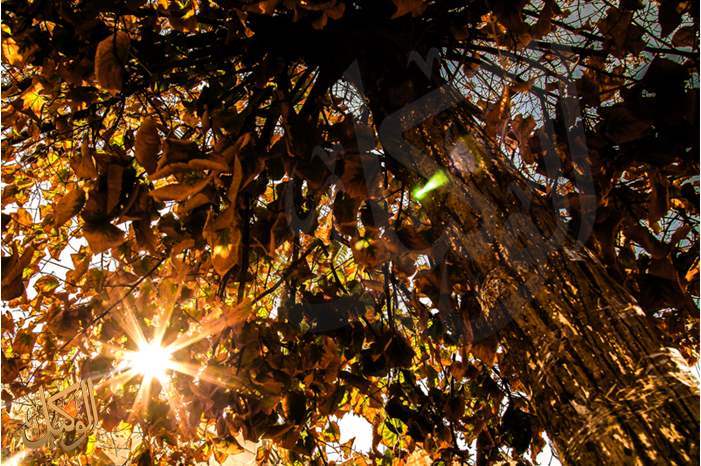 عندما تسطع الشمس من بين أوراق الأشجار