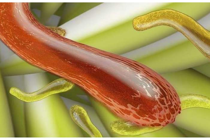 5c62691a95a597736c8b45cc