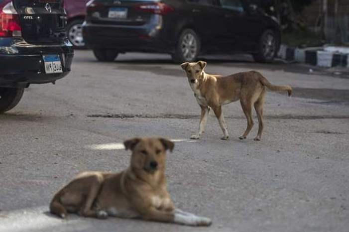 5c6a4693d4375027628b459d