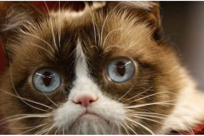 بعد-3-أعوام..-سجن-صاحب-قطة-خدشت-وجه-سيدة-1300x600