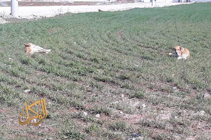 Image1_220195112410544532787