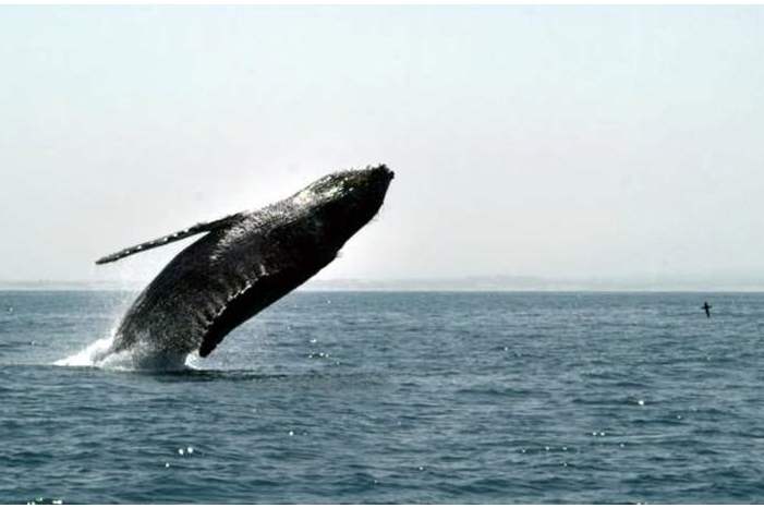 Doc-P-554045-636851400773143423