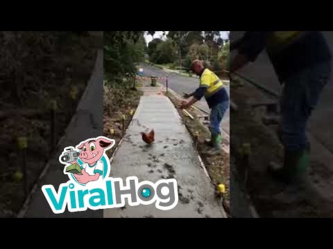 دجاجة تفسد إنشاء رصيف خرساني