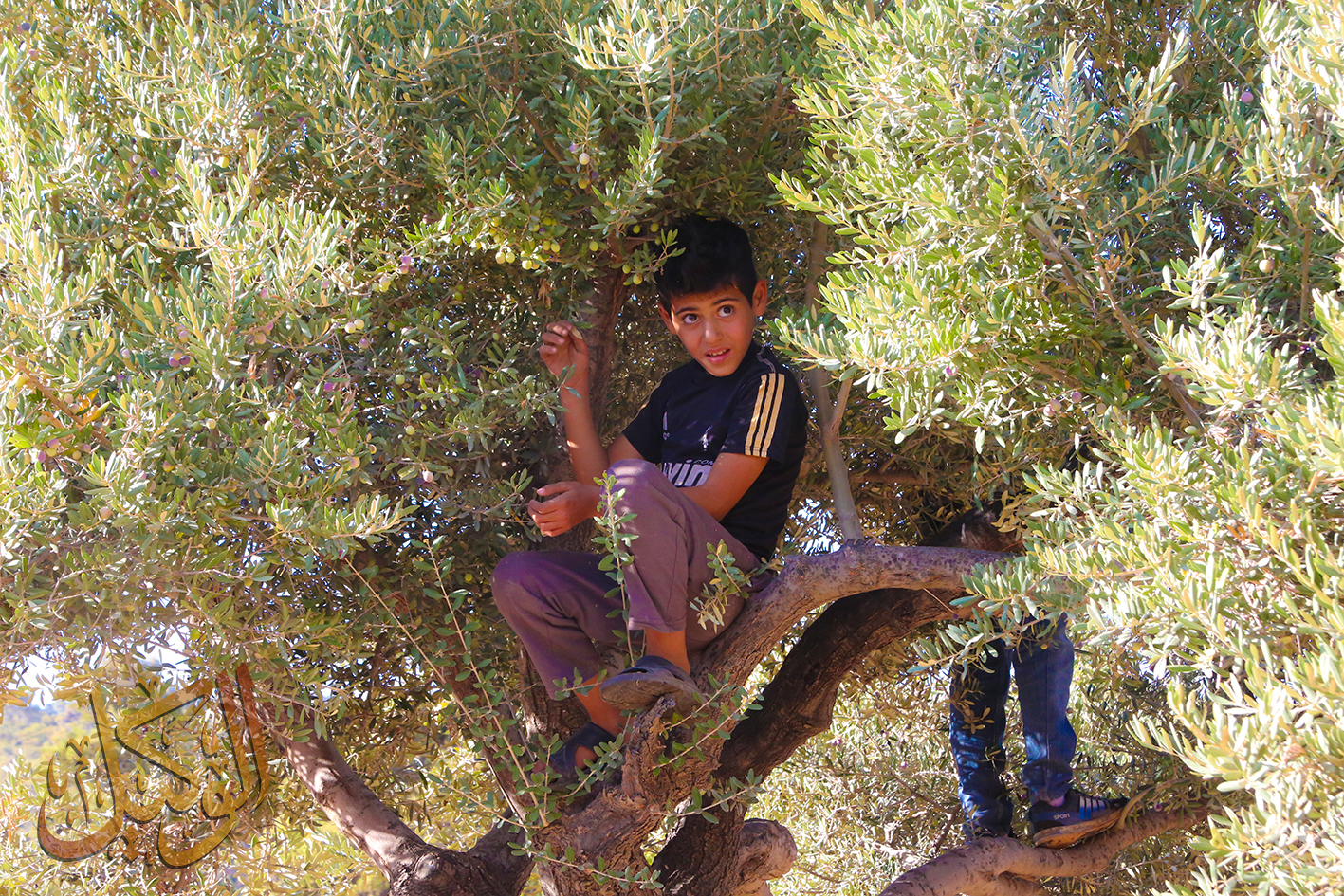 المزارع الصغير 