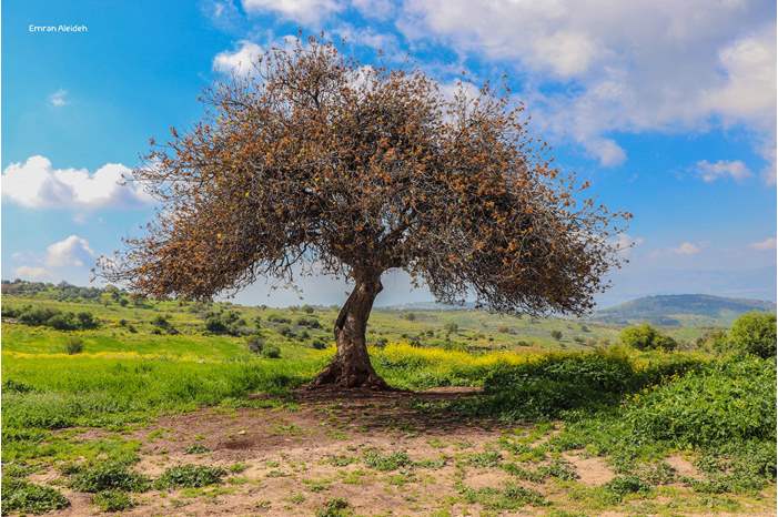 54379867_10157747008552908_8906099521344241664_o