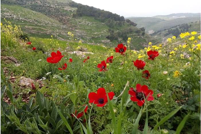 53735571_1227821820727798_3722606261779300352_n