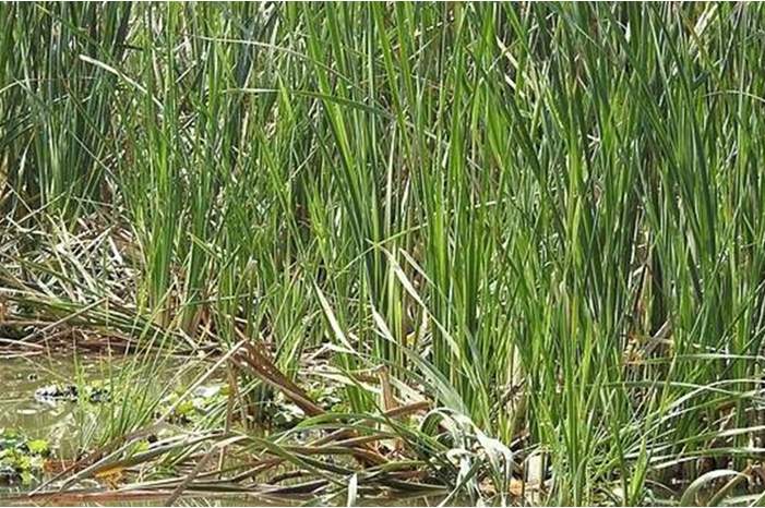 News-P-430940-636873051964841521