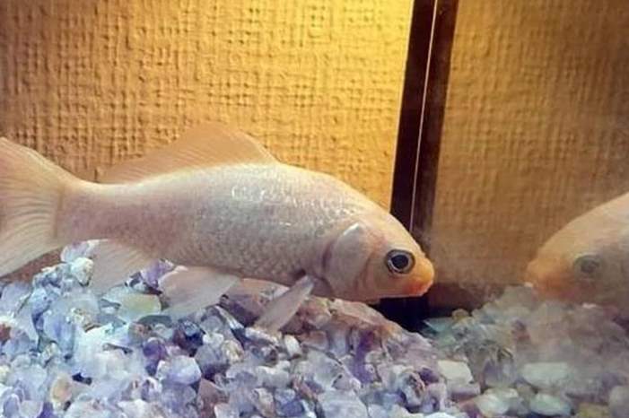 68d01af7-e921-4394-b20d-e472be507cfe_16x9_1200x676