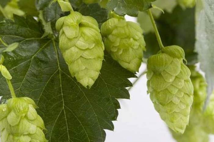 5cb5ac6395a59784228b45fd-jpg-50851324570145580