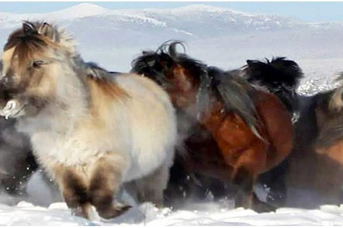 حلم-الاستنساخ-يتجدد..-اكتشاف-دماء-سائلة-بجثة-مهر-منقرض-عمره-42-ألف-سنة-1300x600