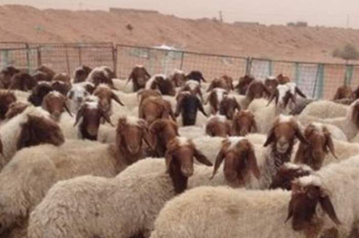 Doc-P-580411-636916886790230047