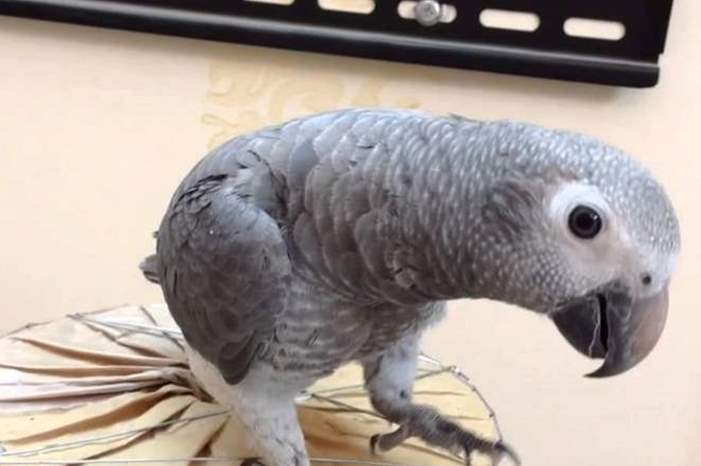 Doc-P-581765-636920534238533397