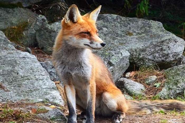 5ca33982d43750233d8b45d4