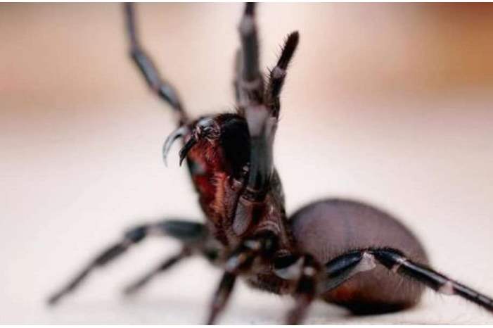 عنكبوت-1300x600