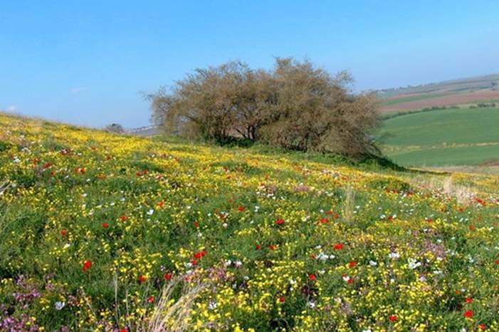 ربيع-فلسطين-png-5571186415824053