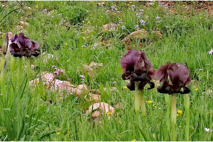 ربيع الأردن ربيع العطاء
